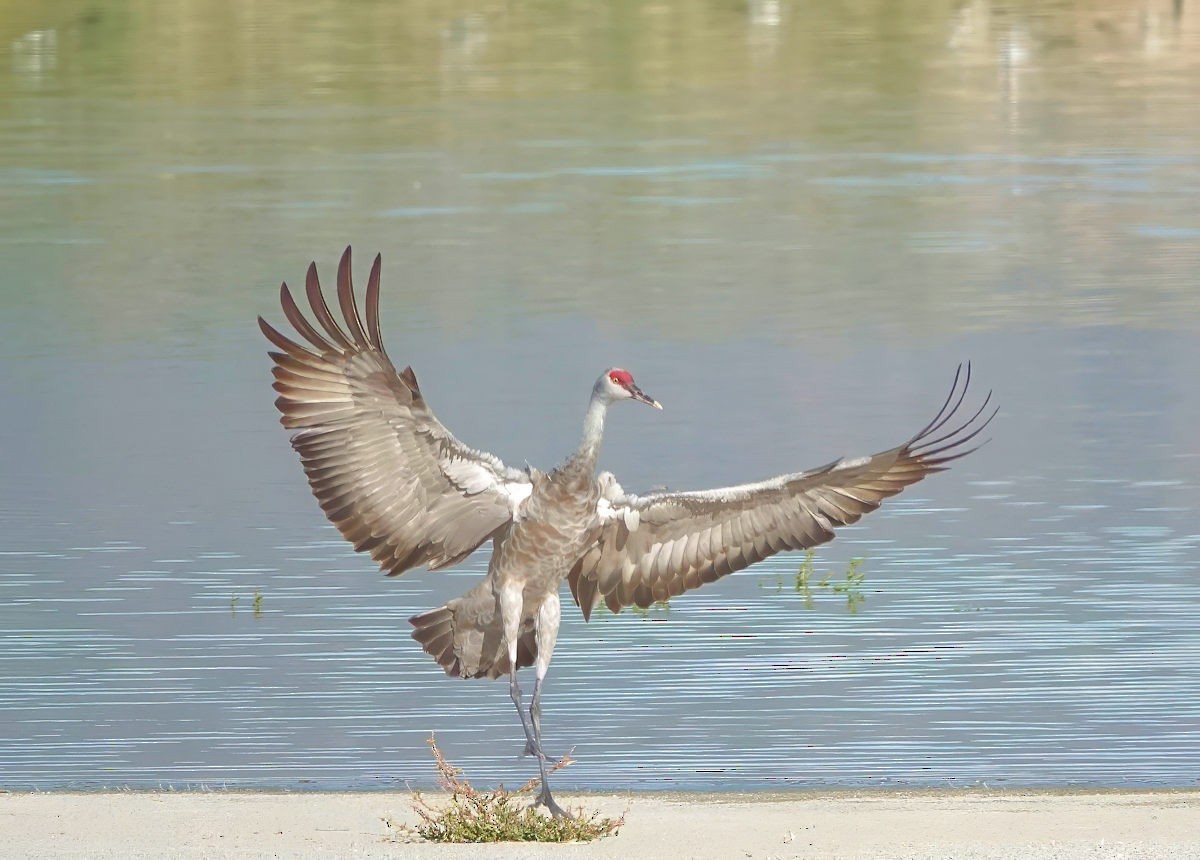 Sandhill Crane - ML642919565