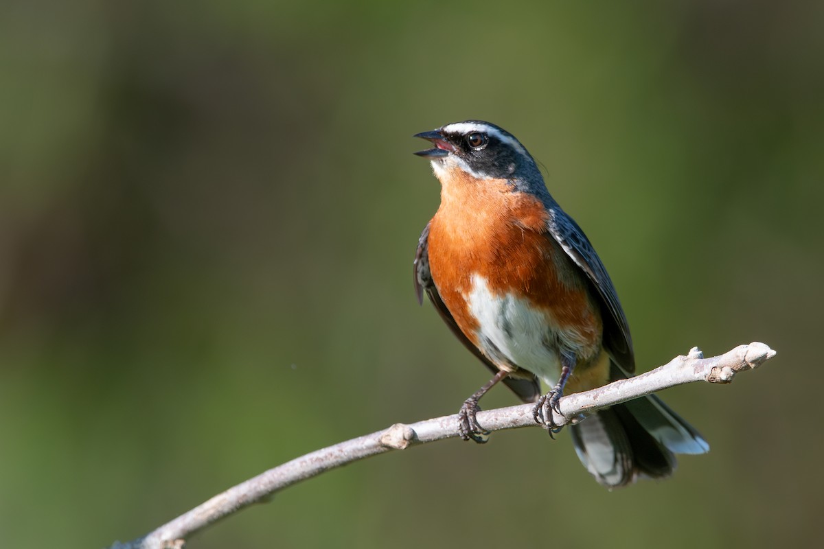 Black-and-rufous Warbling Finch - ML642919569