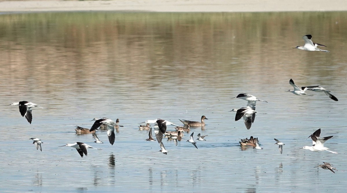 American Avocet - ML642919580