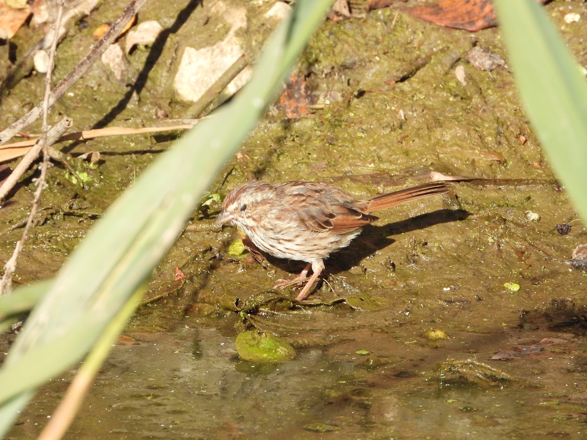 Ötücü Serçe - ML642919581