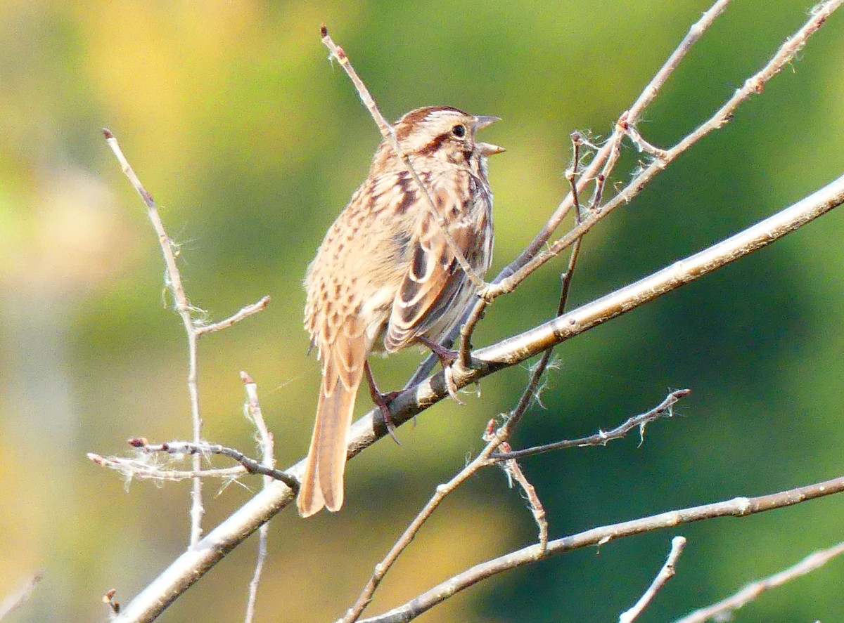 Song Sparrow - ML642919587