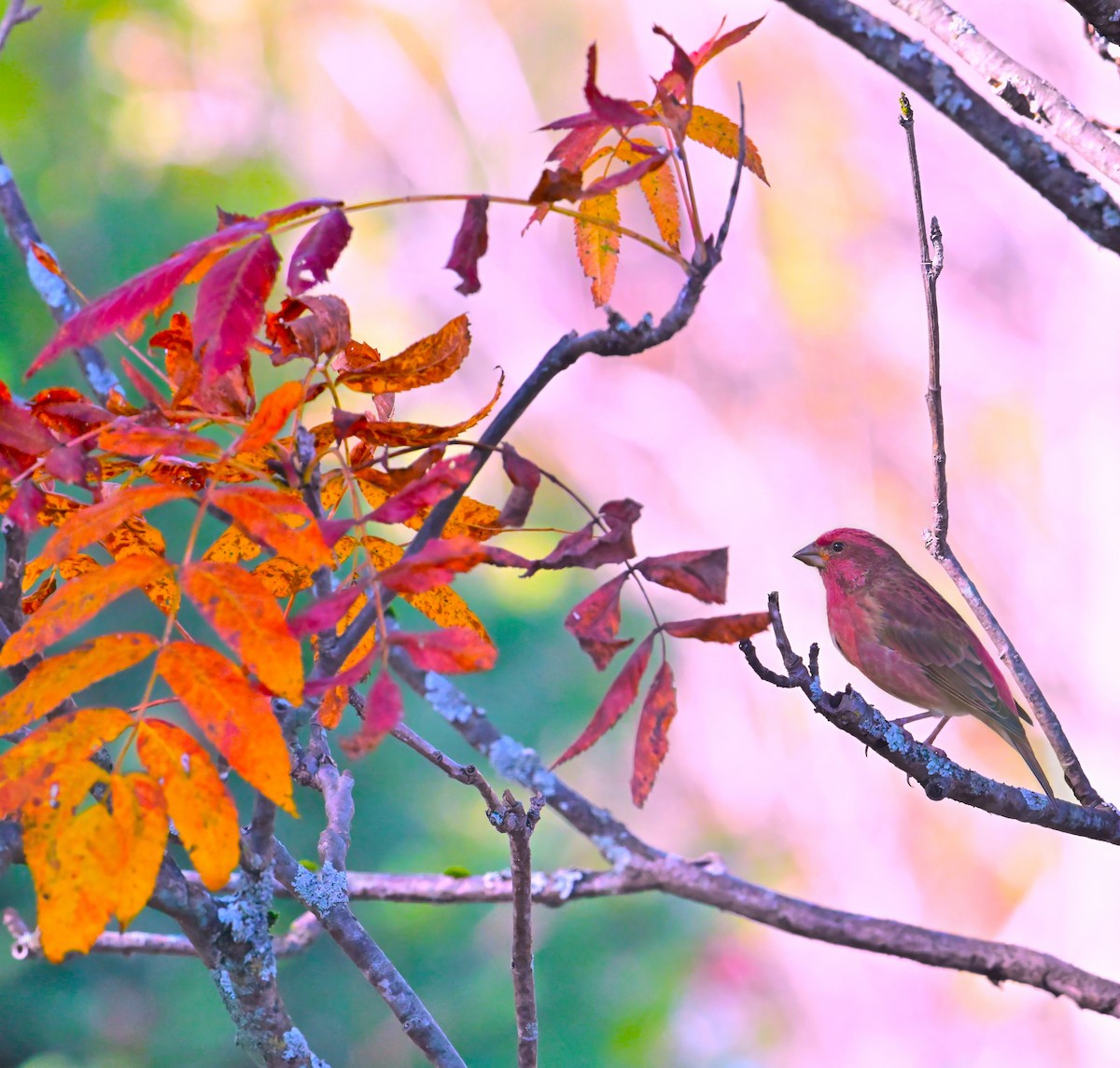 Purple Finch - ML642919588