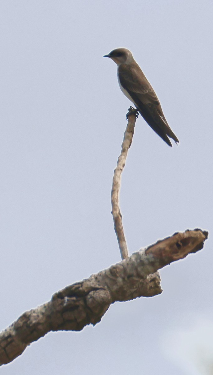 Southern Rough-winged Swallow - ML642919591