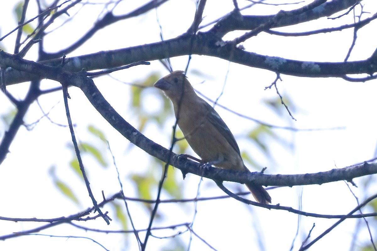 Blue Grosbeak - ML642919592