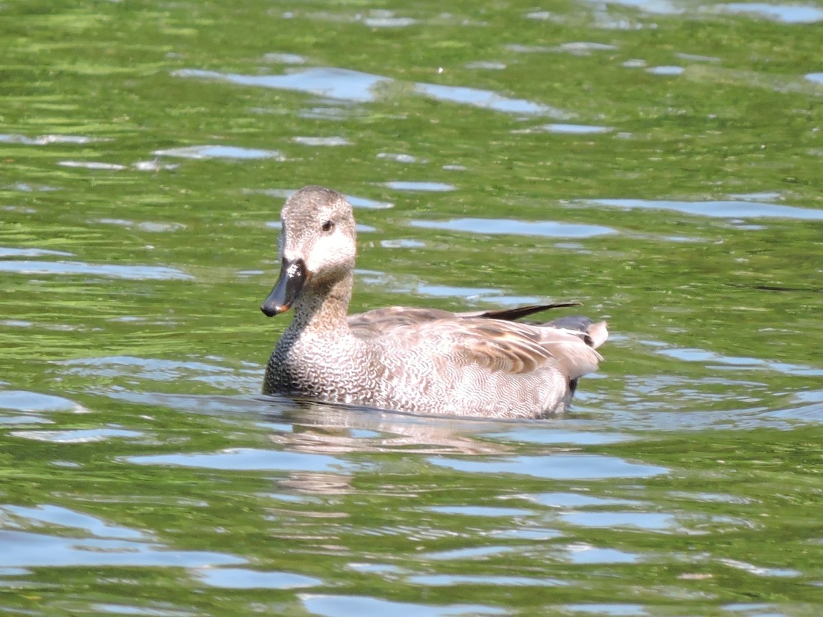 Gadwall - ML642919593