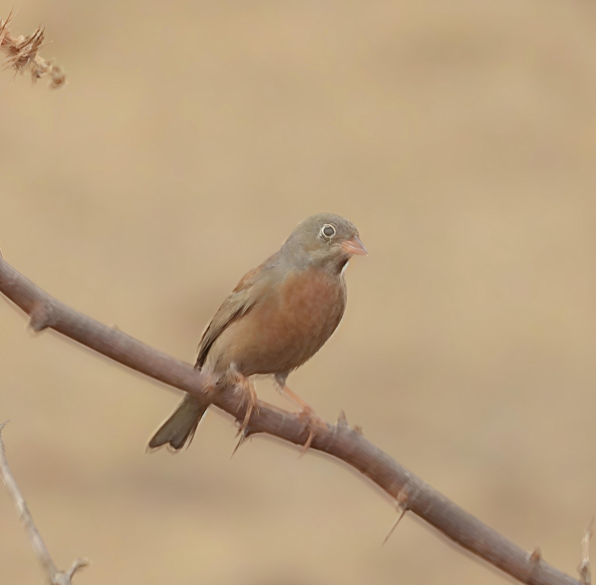 Gray-necked Bunting - ML642919596