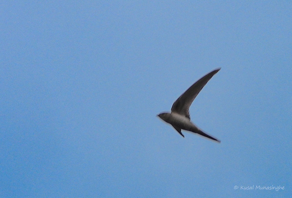 Asian Palm Swift - ML642919602