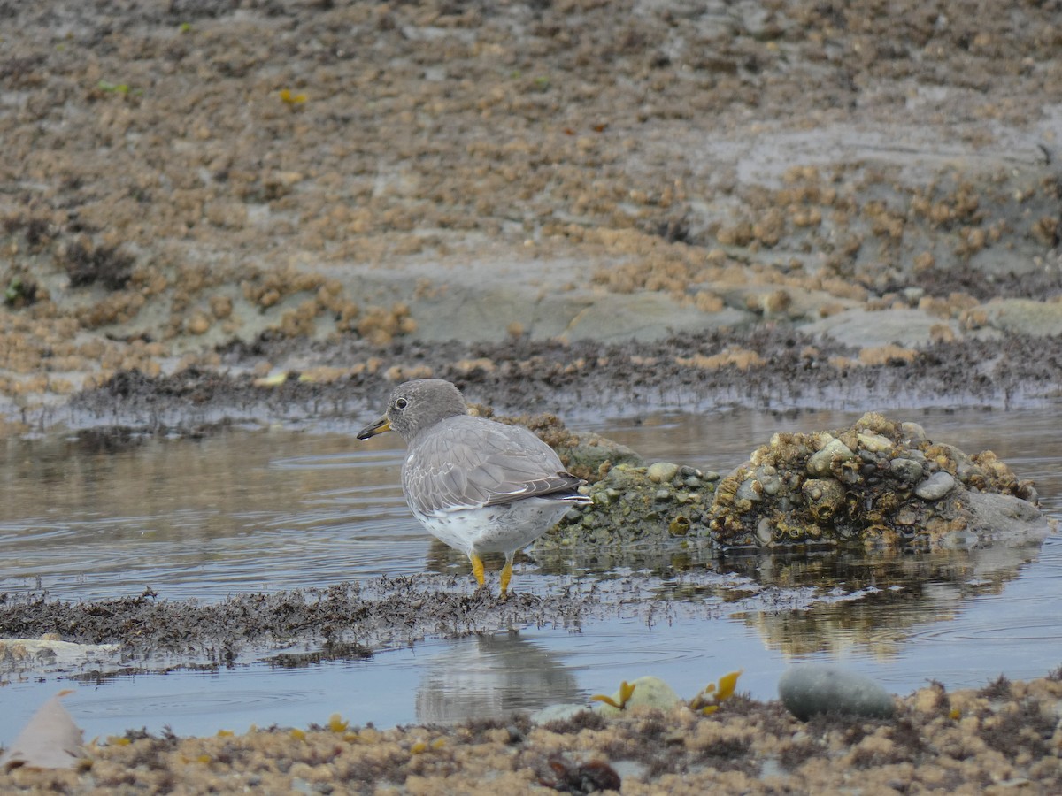 Surfbird - ML642919603