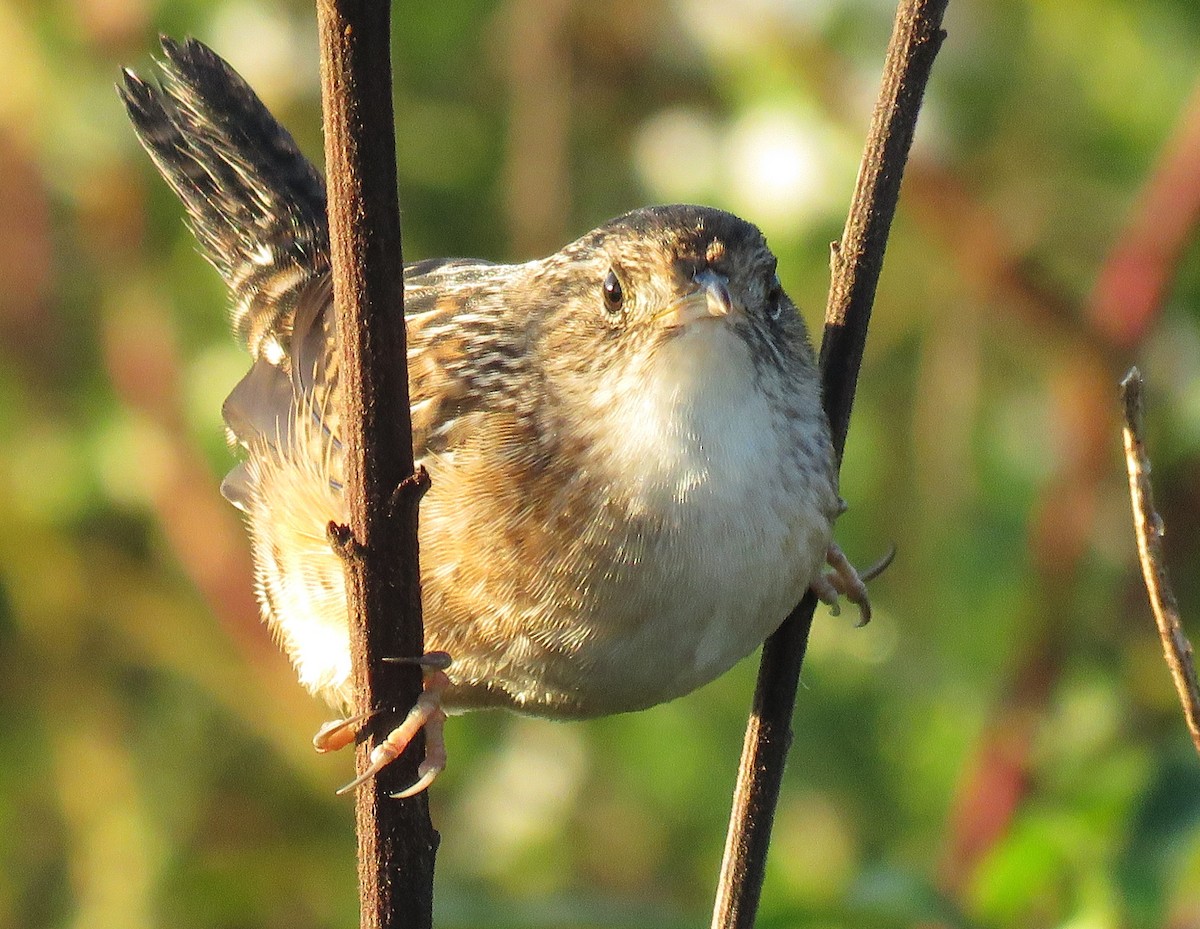 Sedge Wren - ML642919610