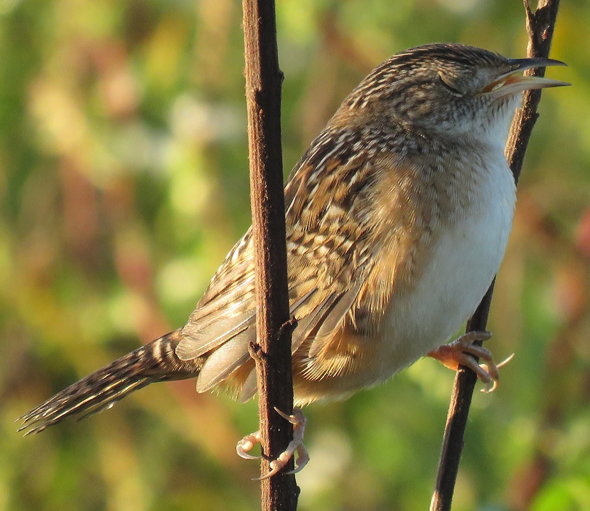 Sedge Wren - ML642919611