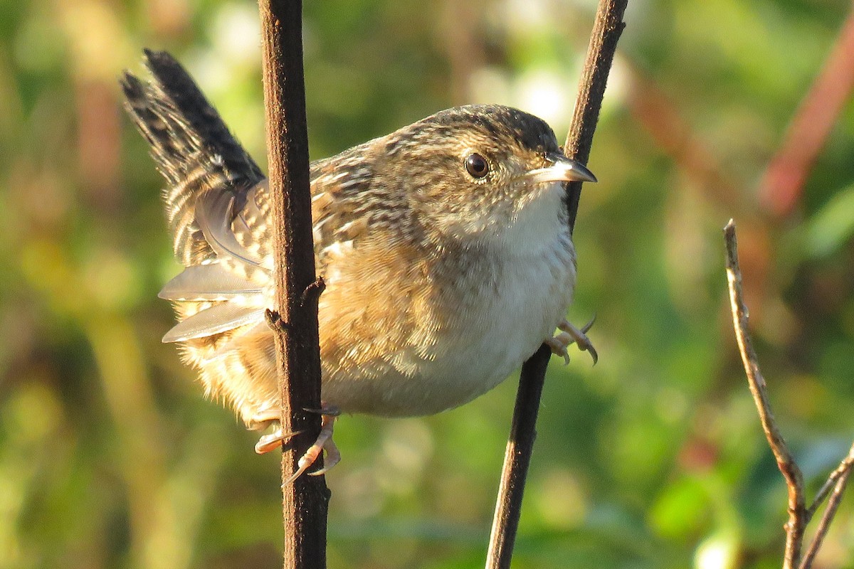 Sedge Wren - ML642919612