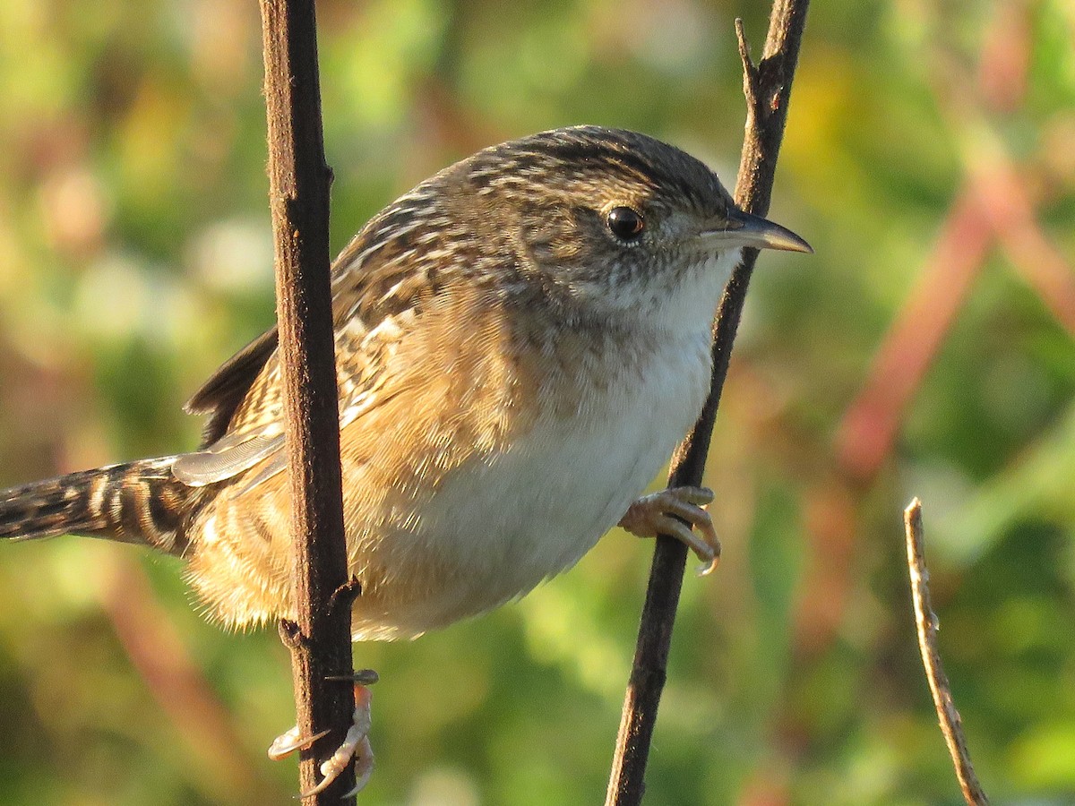 Sedge Wren - ML642919613