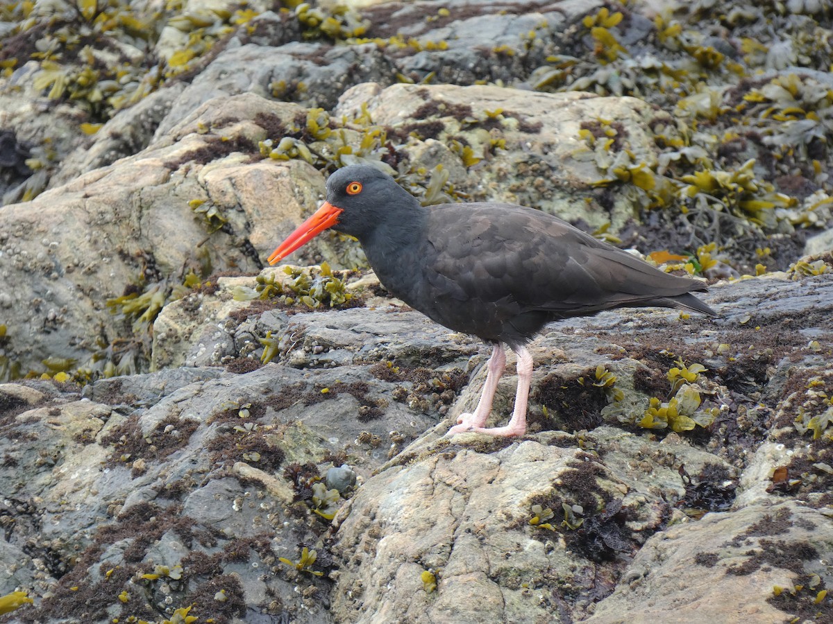Black Oystercatcher - ML642919614