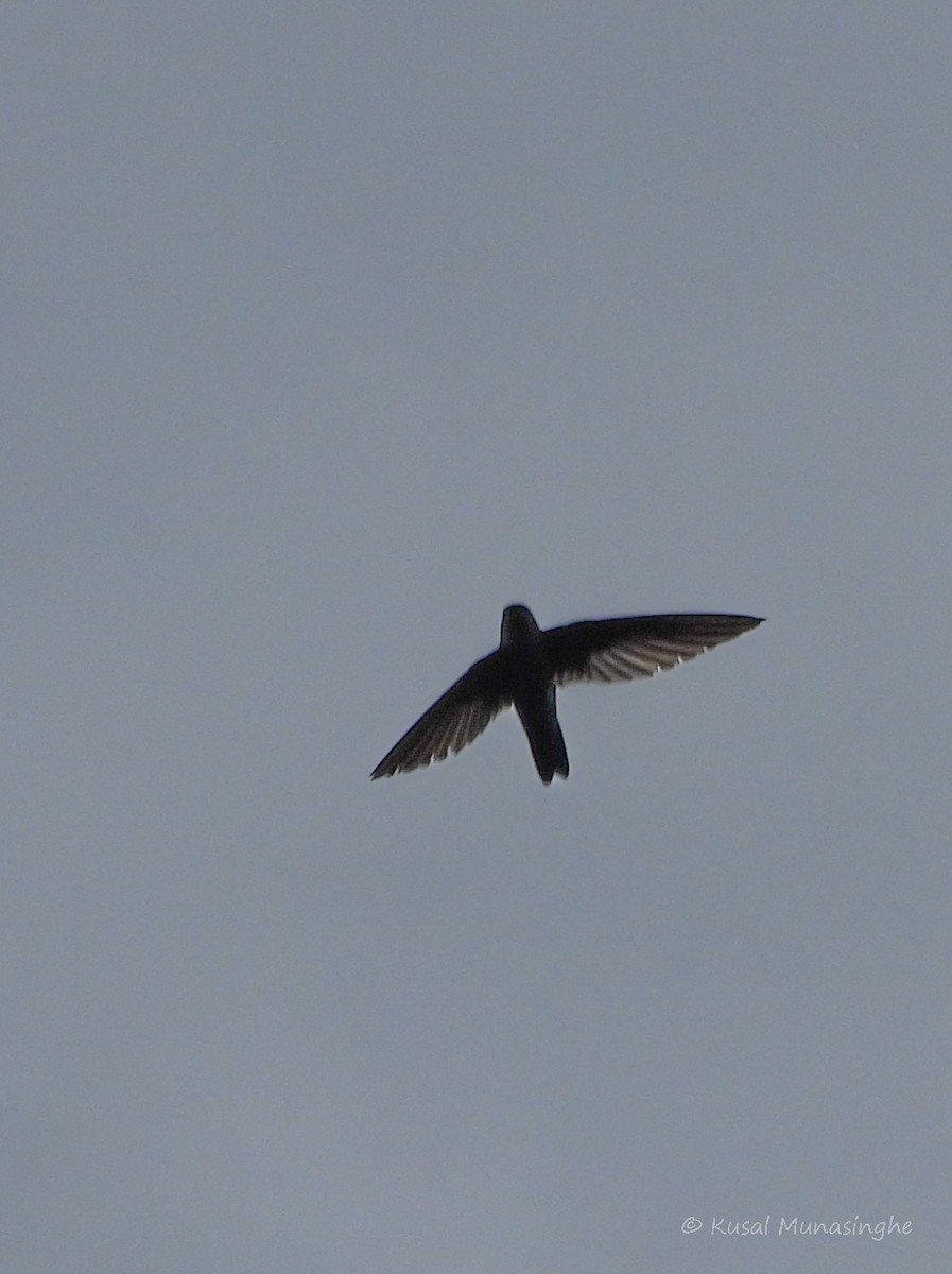 swift sp. - ML642919617