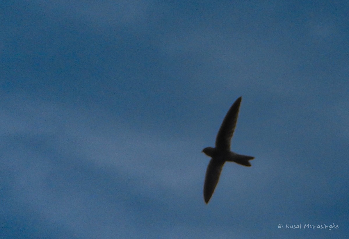 swift sp. - ML642919618