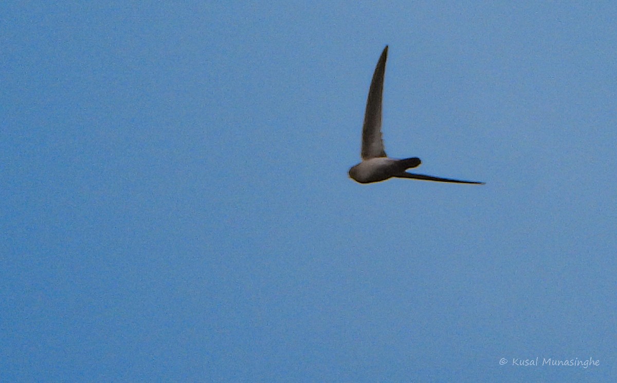 swift sp. - ML642919619