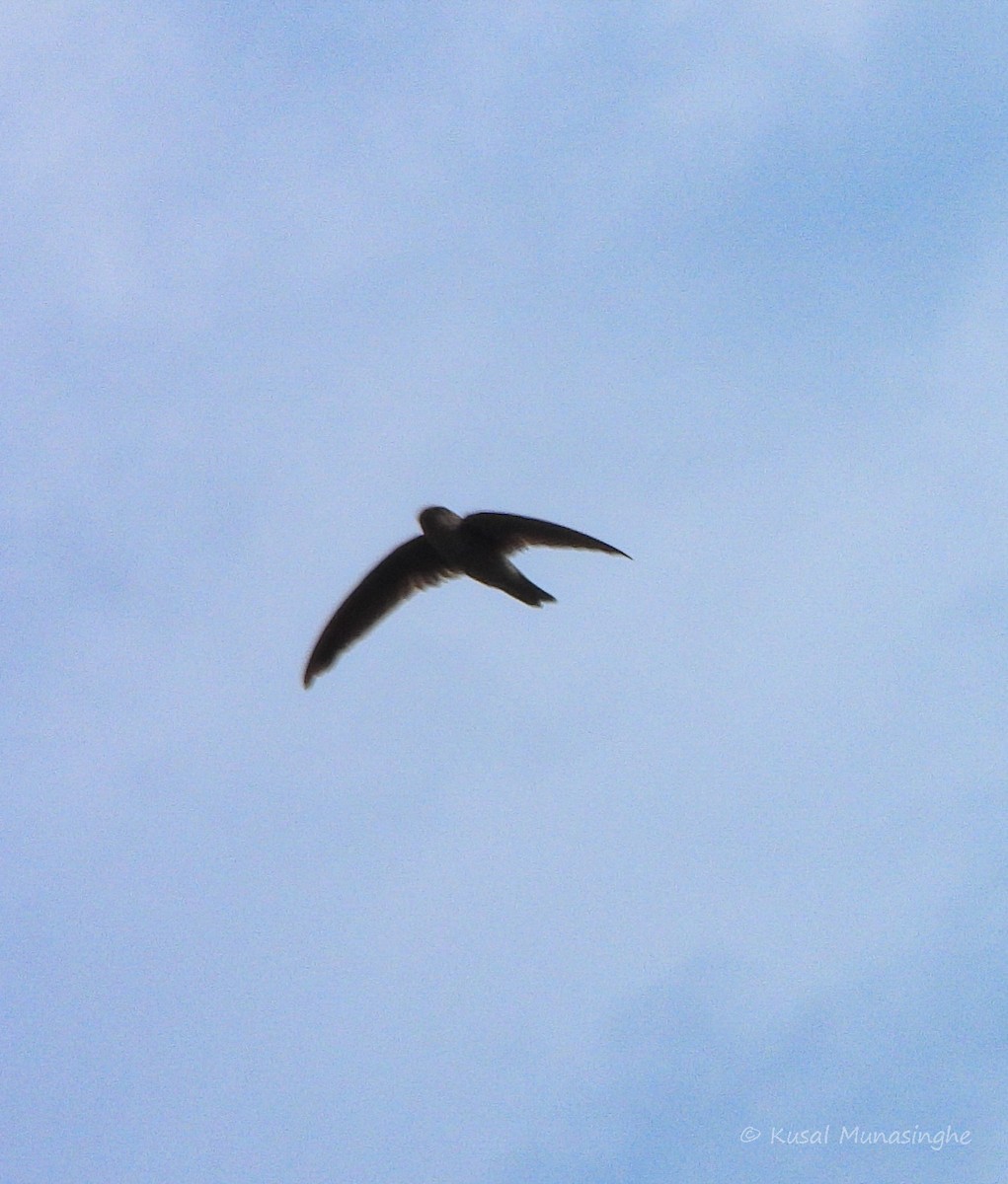 swift sp. - ML642919620