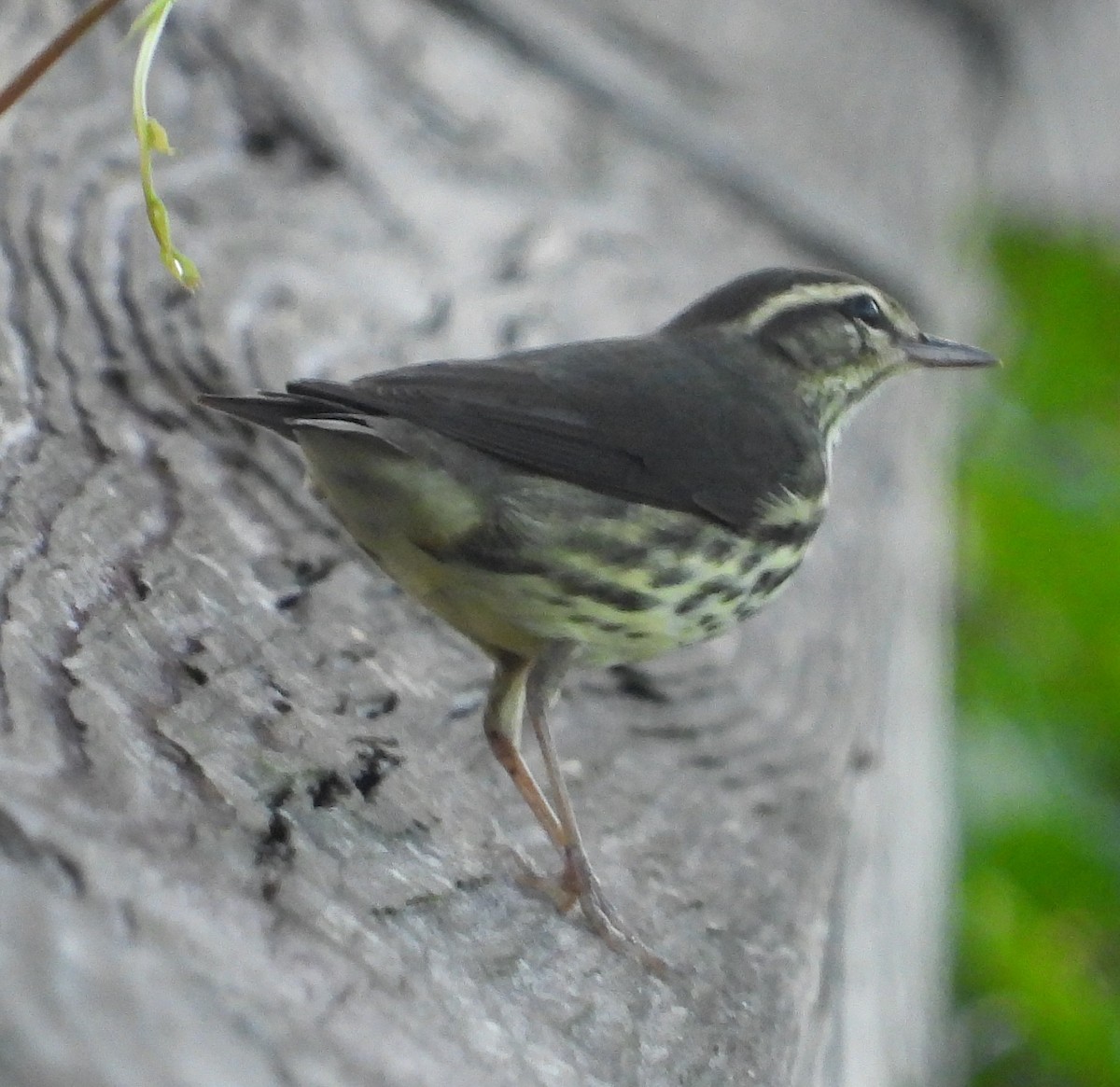 Louisiana Waterthrush - ML642919627