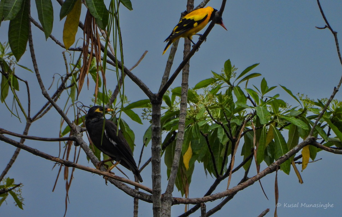 Black-hooded Oriole - ML642919631