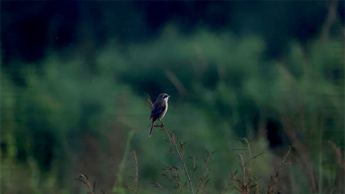 アカモズ - ML642919635