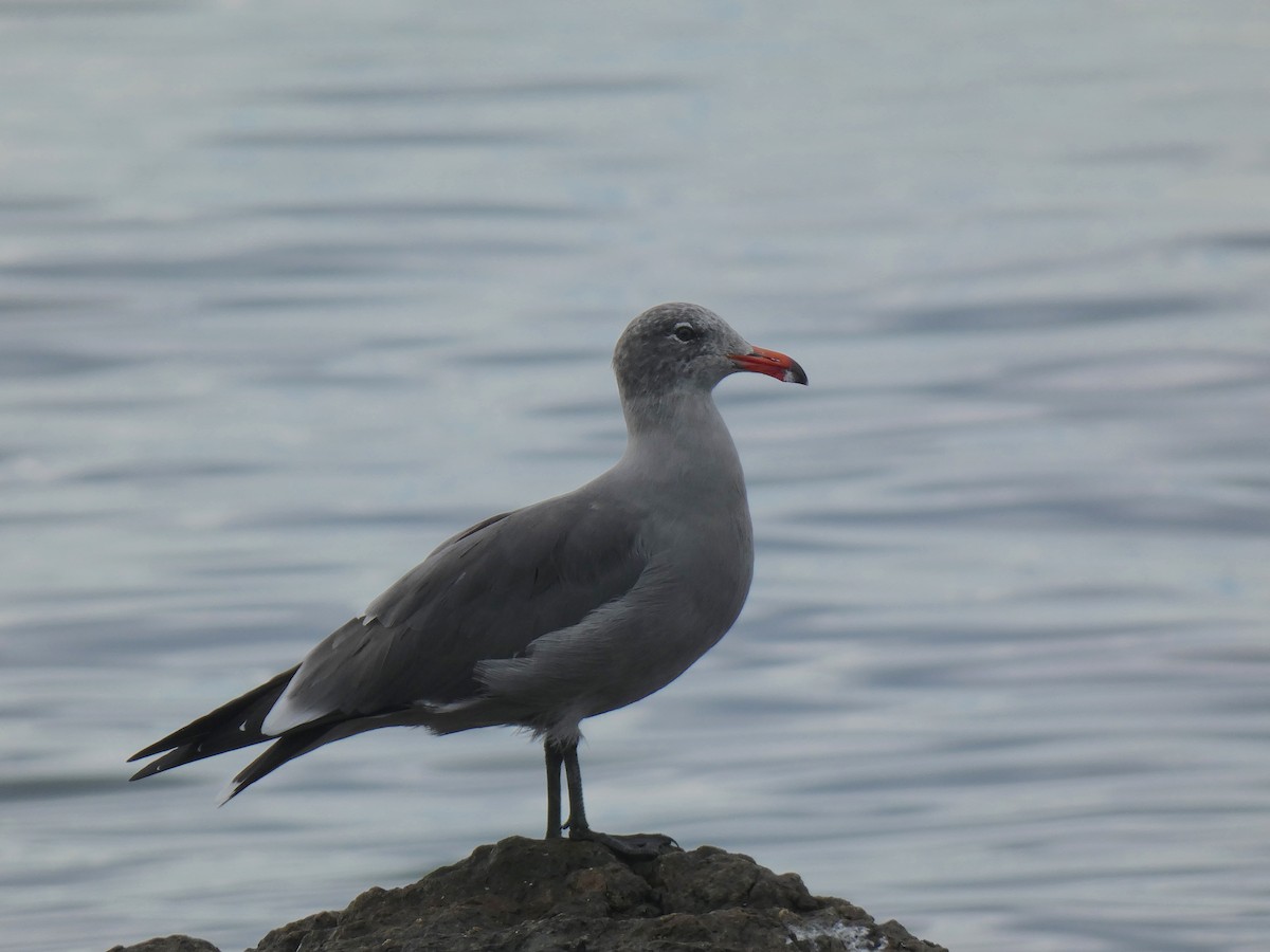 Heermann's Gull - ML642919636