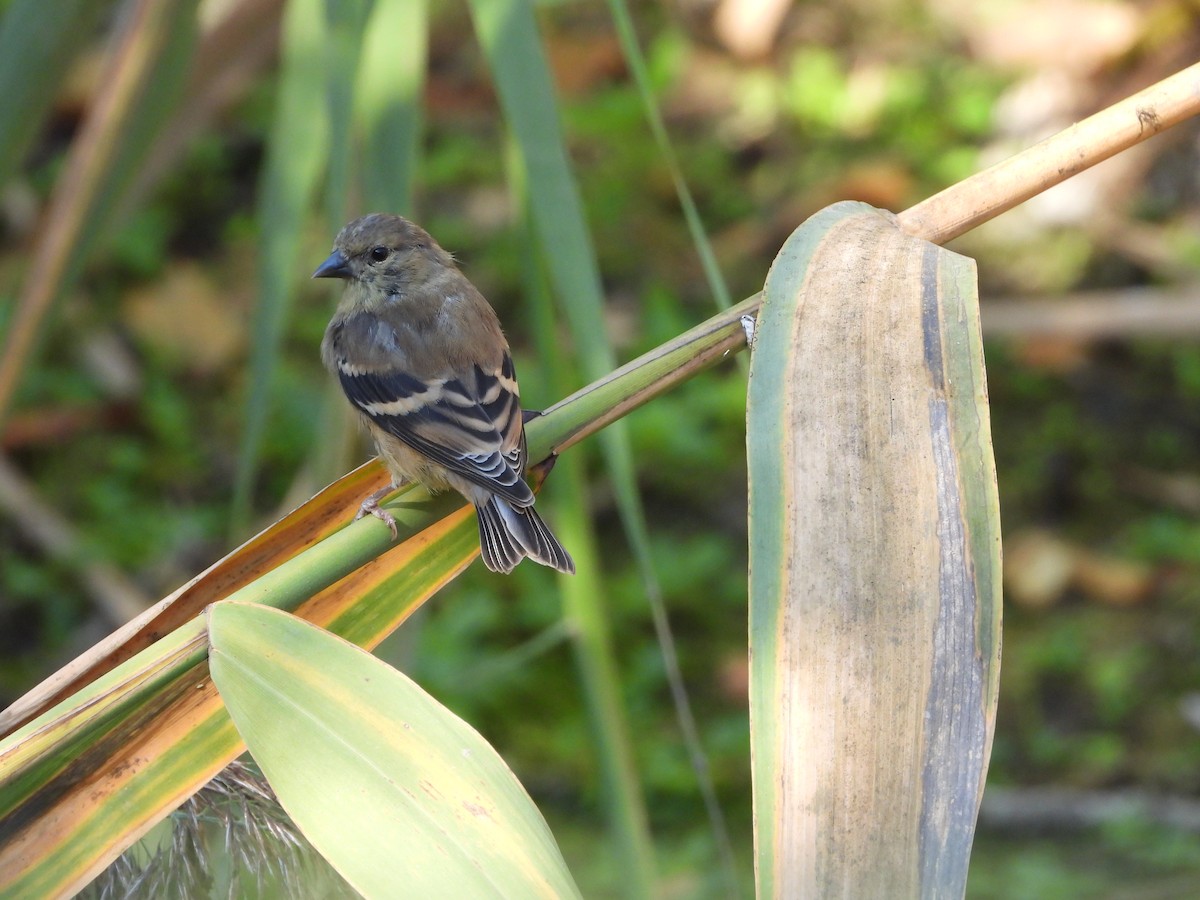Altın İskete - ML642919639