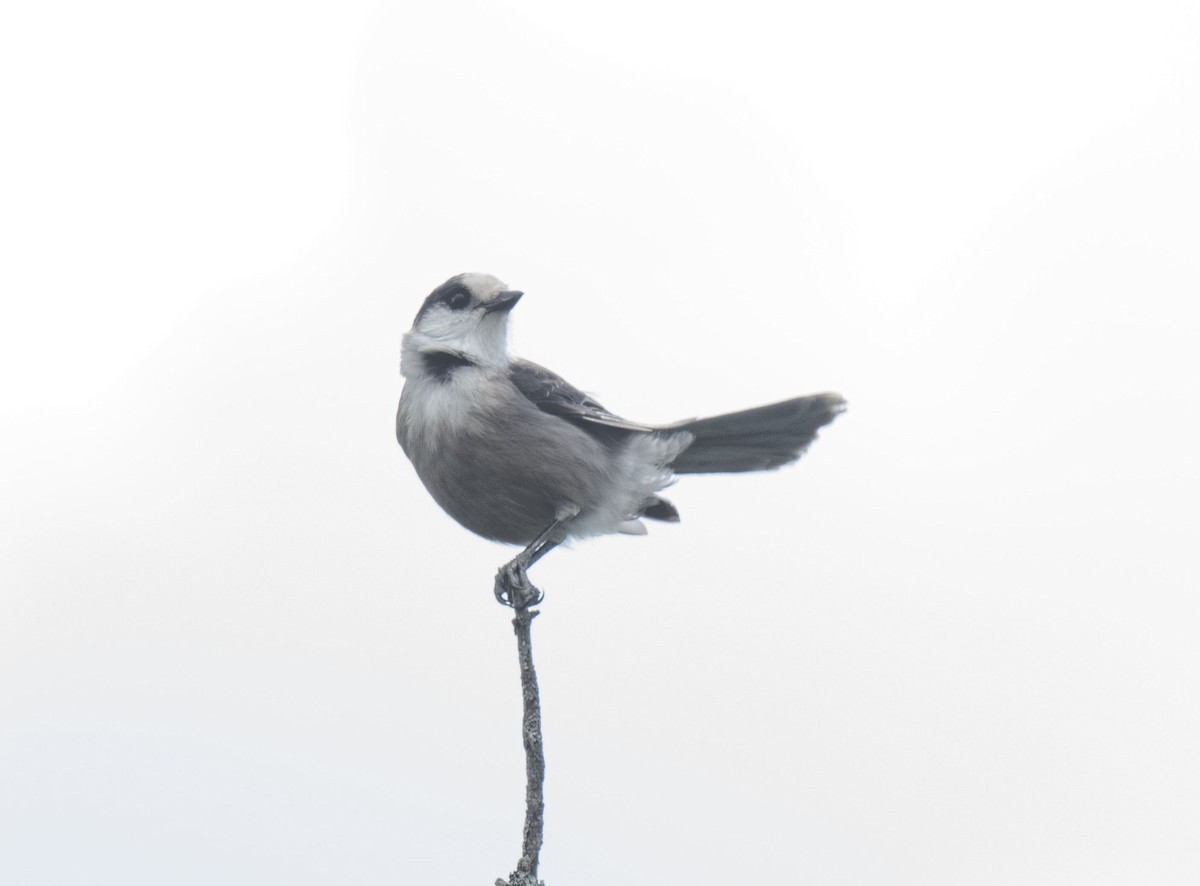Canada Jay - ML642919640