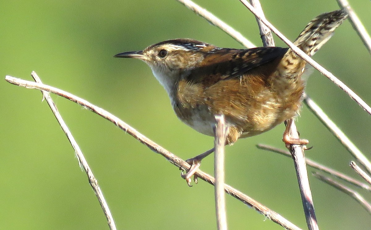 Marsh Wren - ML642919644