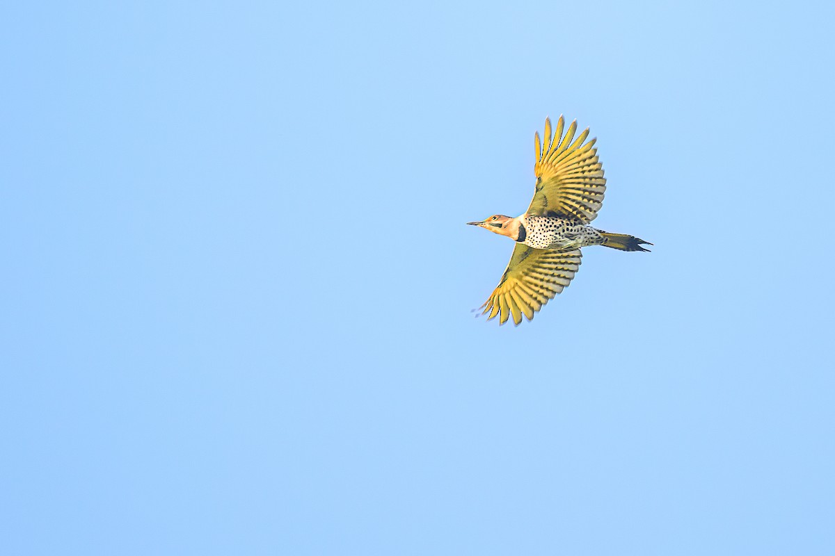 Northern Flicker (Yellow-shafted) - ML642919645
