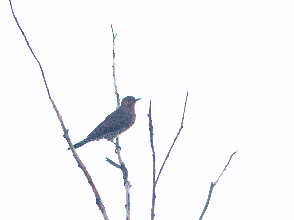 Northern Flicker - ML642919646