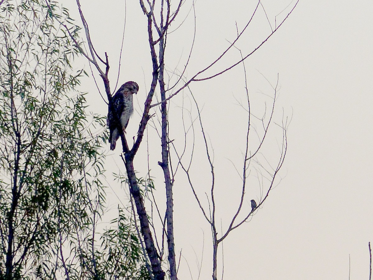 Red-shouldered Hawk - ML642919649