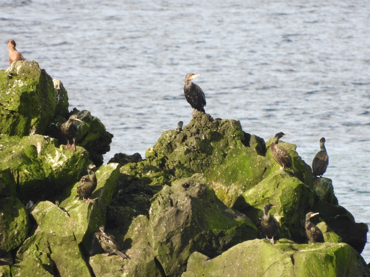 European Shag - ML642919650