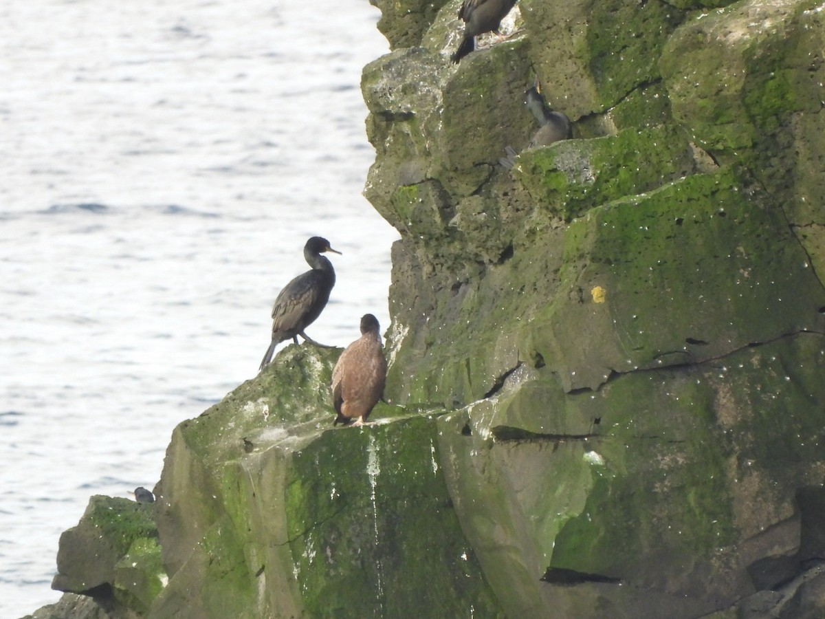 European Shag - ML642919651