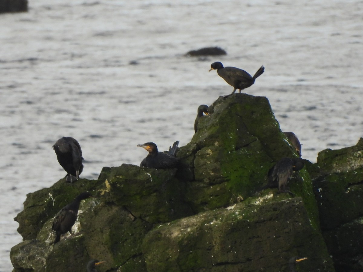 European Shag - ML642919652