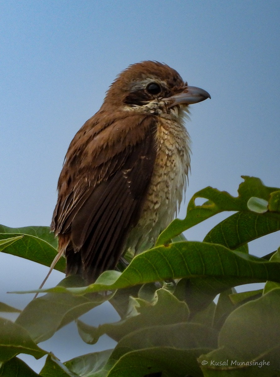 Brown Shrike - ML642919653