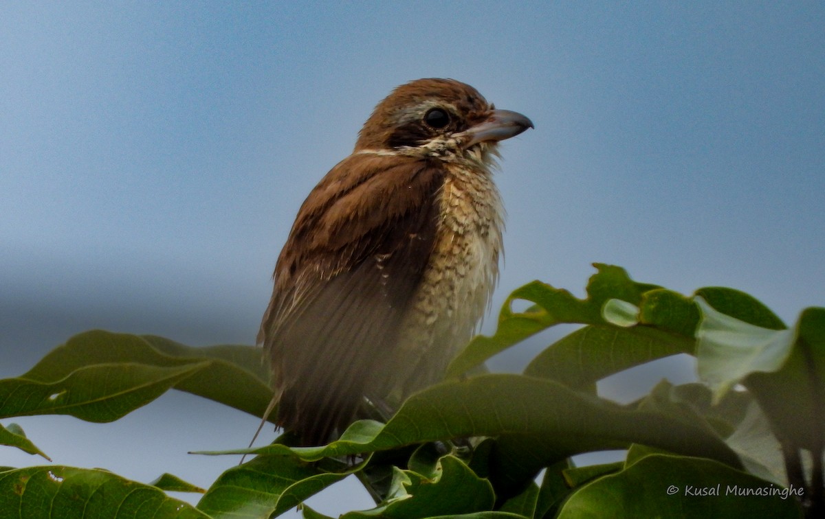 Brown Shrike - ML642919655
