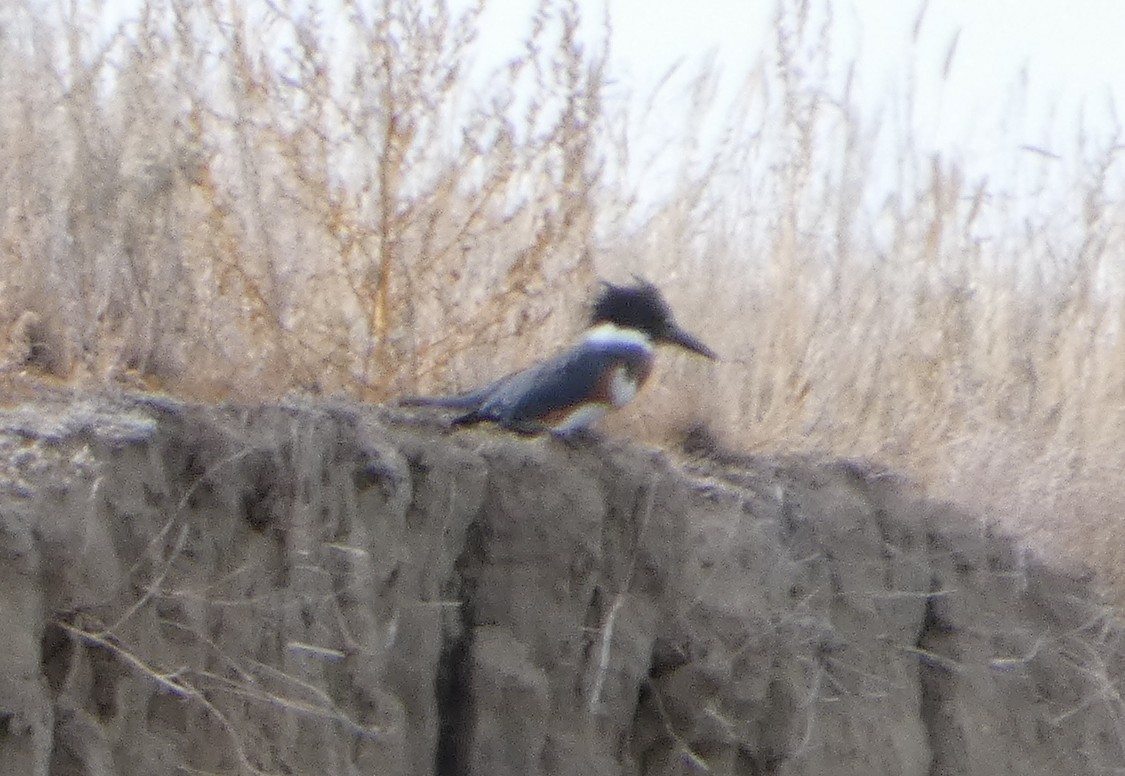 Belted Kingfisher - ML642919656