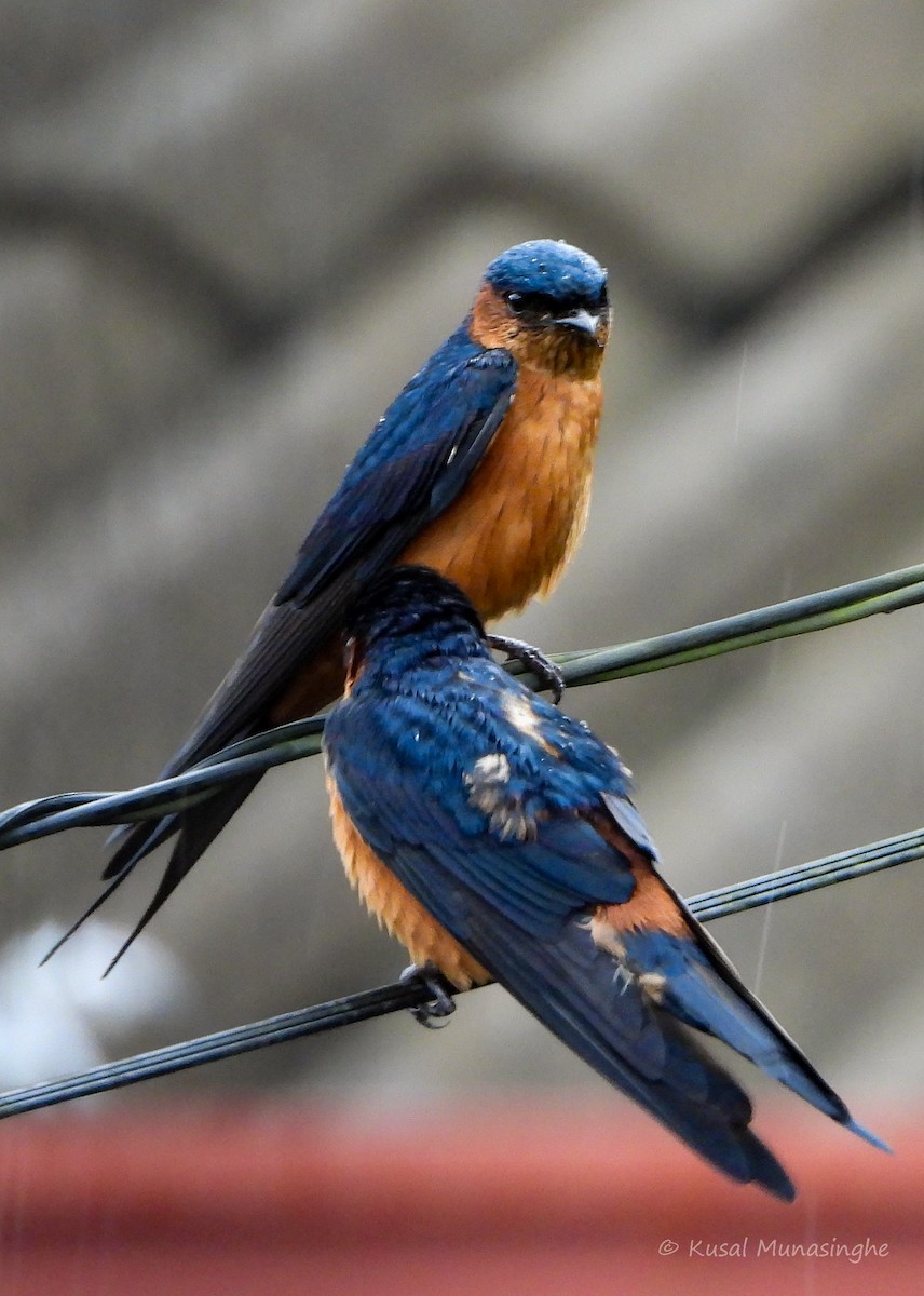 Sri Lanka Swallow - ML642919666