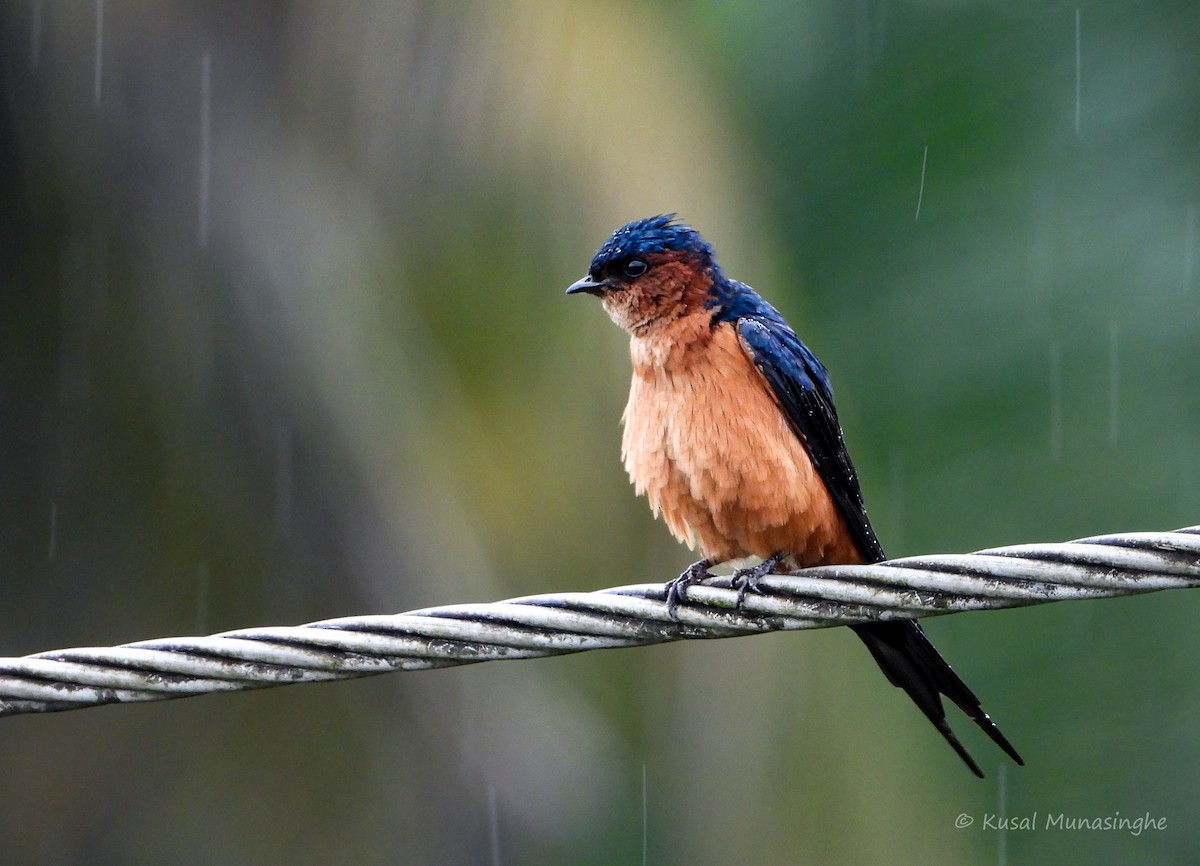 Sri Lanka Swallow - ML642919667