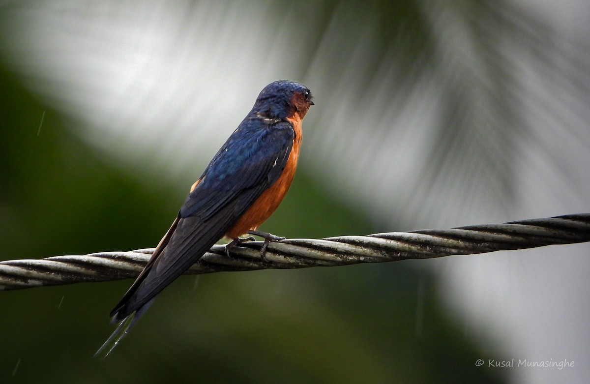 Sri Lanka Swallow - ML642919668