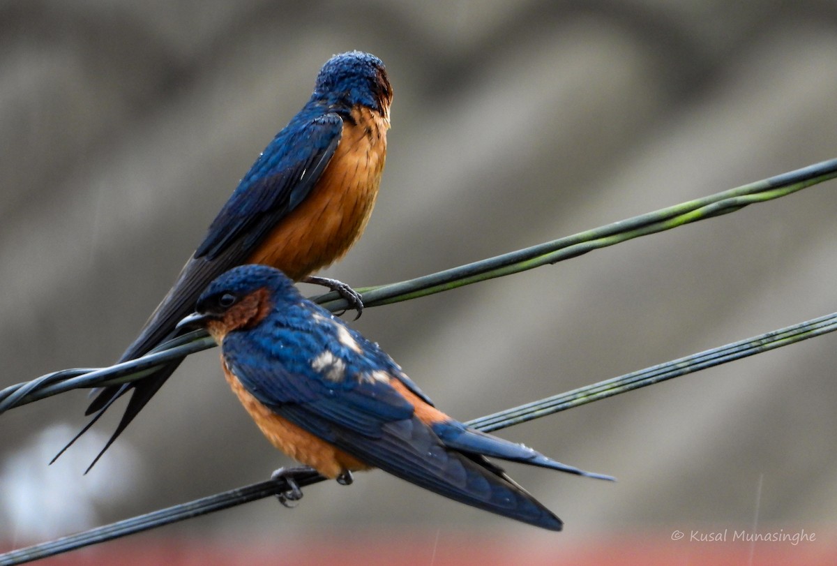 Sri Lanka Swallow - ML642919669