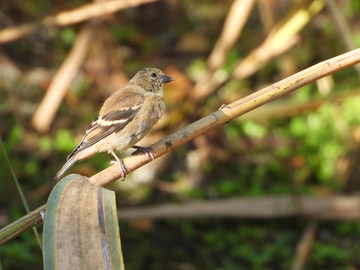 Altın İskete - ML642919674