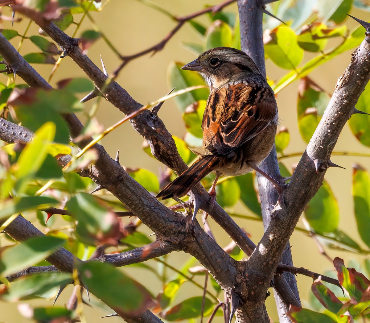 Swamp Sparrow - ML642919675