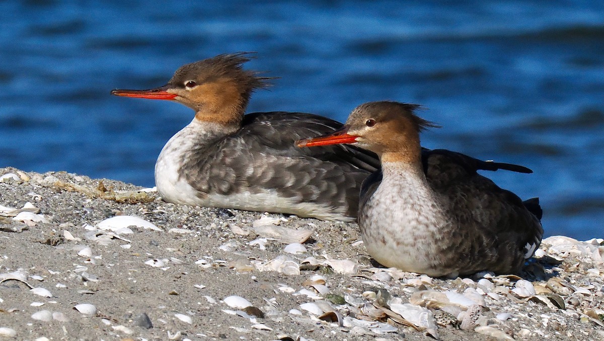 Red-breasted Merganser - ML642919677