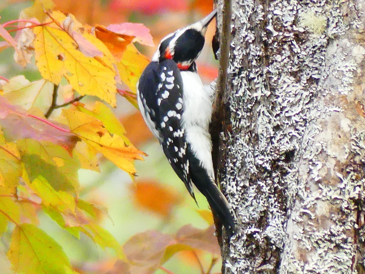 Hairy Woodpecker - ML642919698