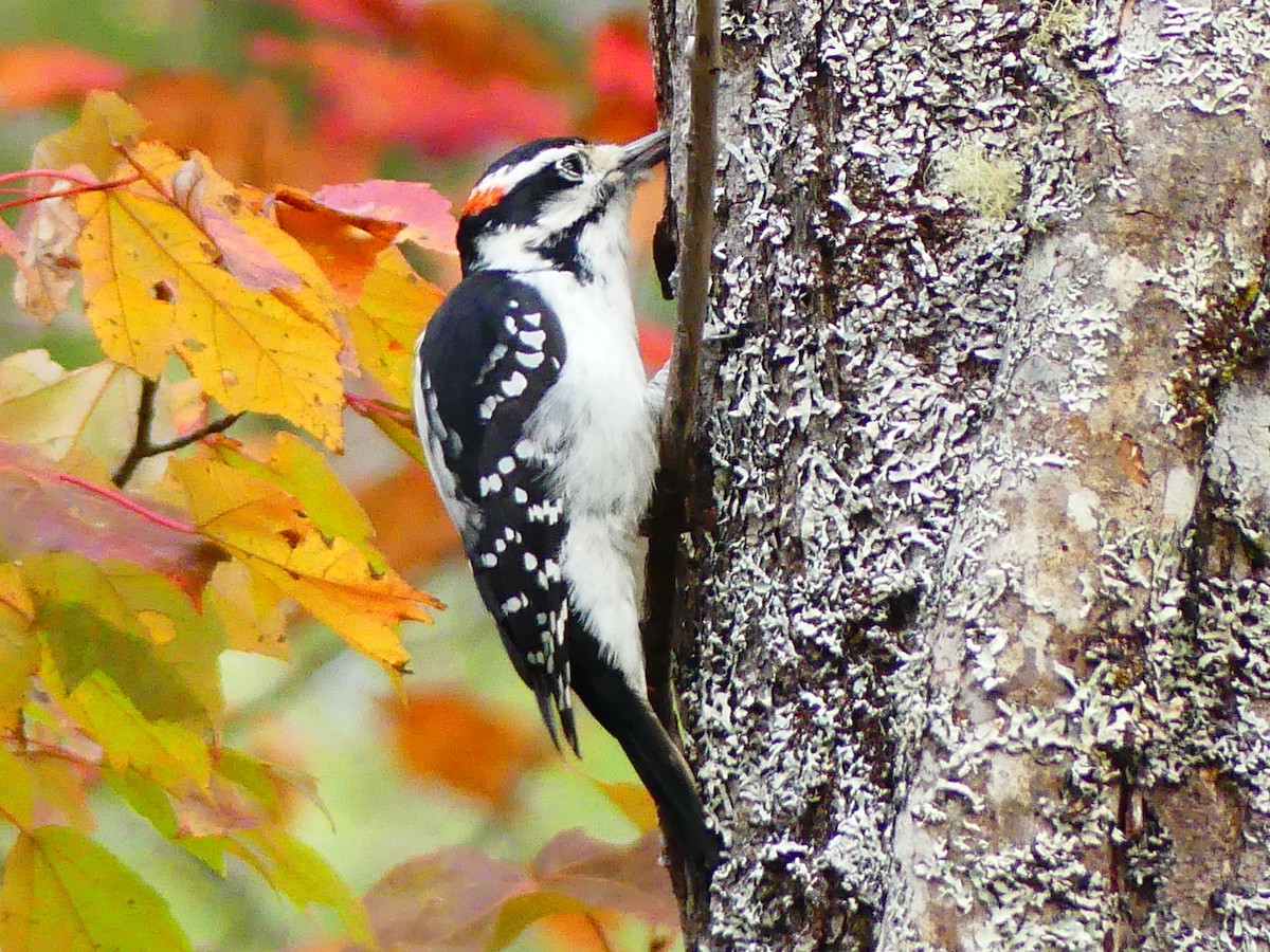Hairy Woodpecker - ML642919699