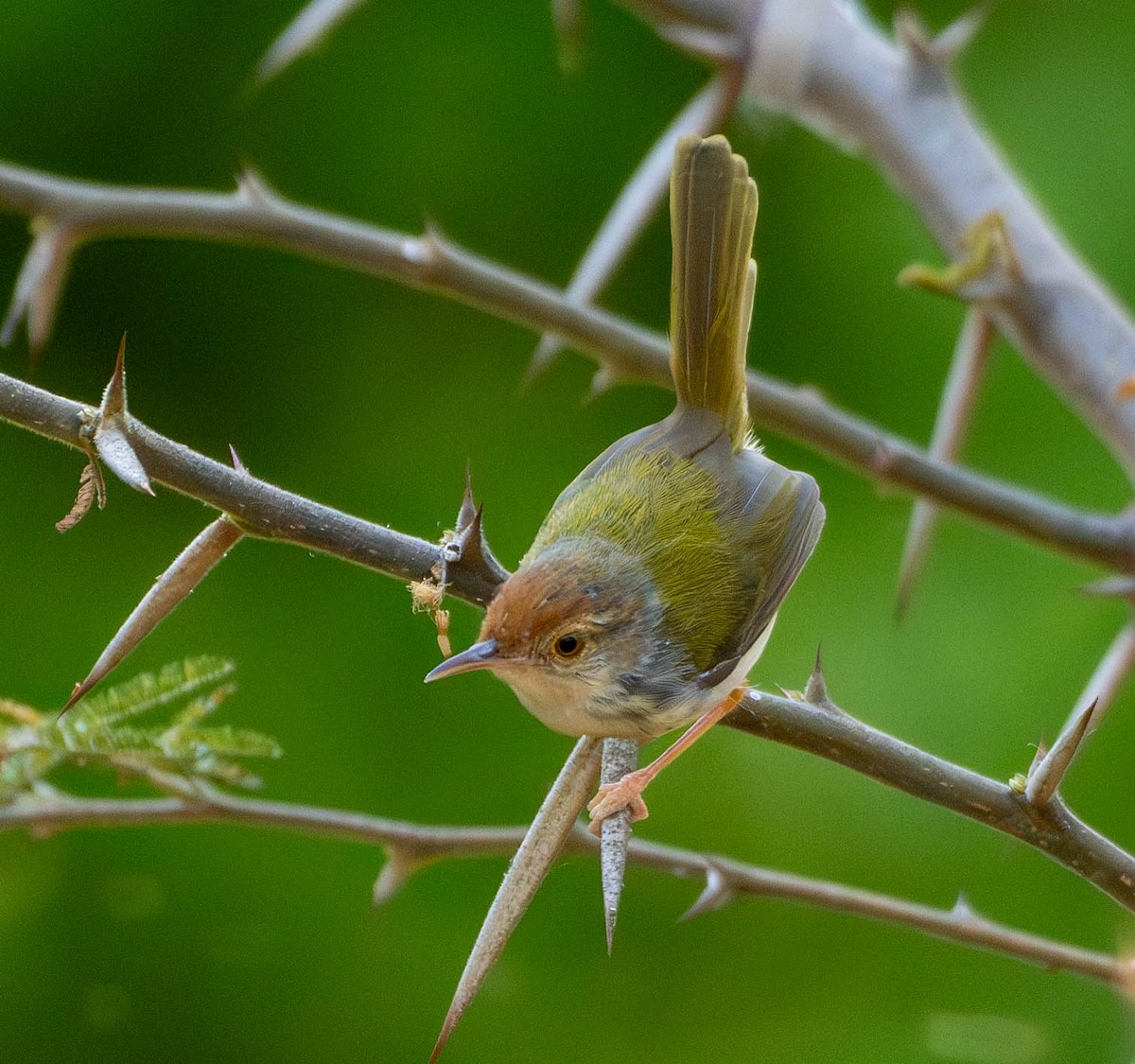 Common Tailorbird - ML642919714