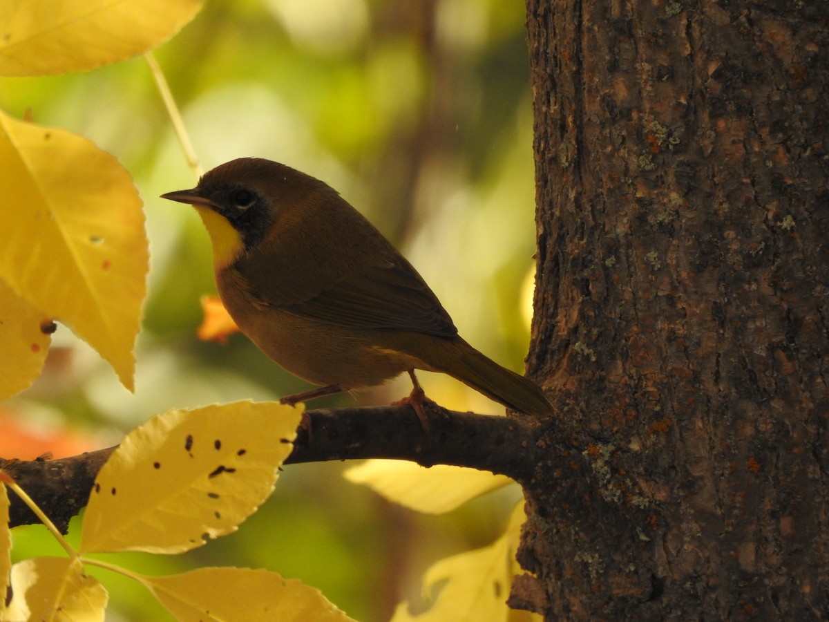 Common Yellowthroat - ML642919716