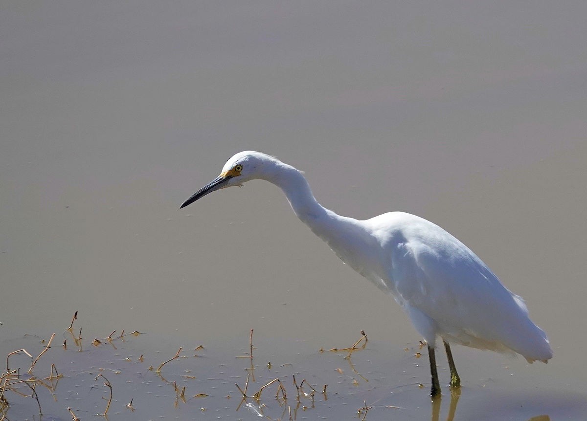 Snowy Egret - ML642919717