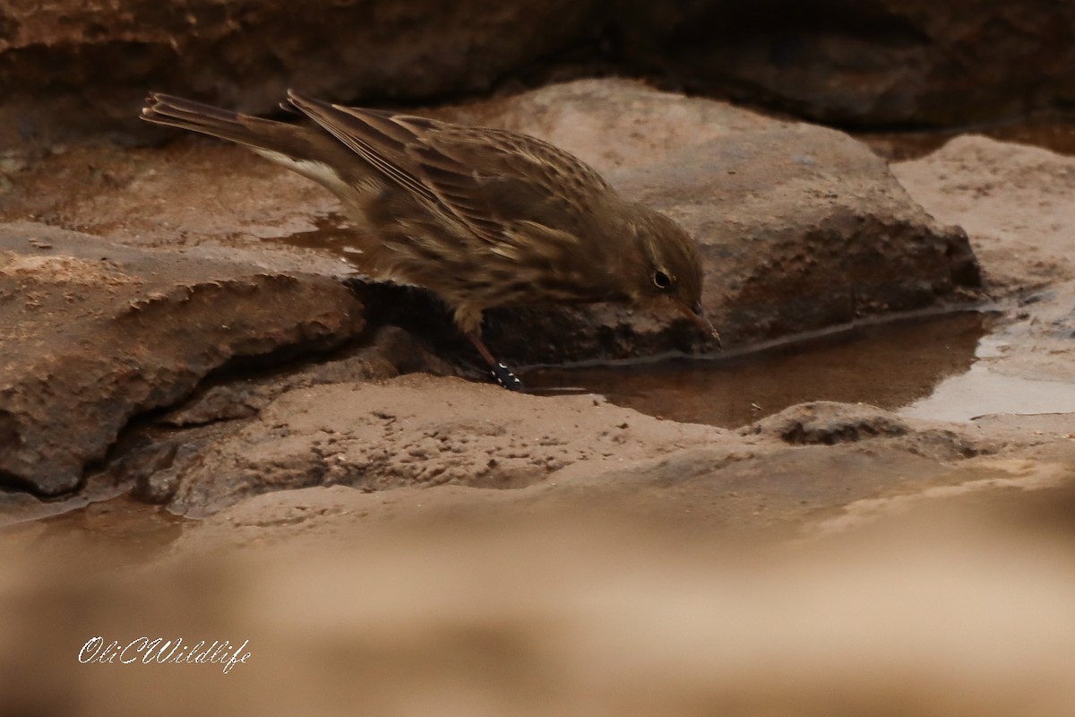 Rock Pipit - ML642919718